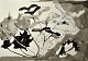 Degett, Karen 
(1954 - 2011) 
Denmark: Maple 
leaves and 
seeds in black 
and white. 
Watercolor and 
...