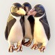 Royal 
Copenhagen, 
Penguins #1284, 
10cm high, 10cm 
wide, 1st 
sorting, Design 
Anna Trap *Nice 
...