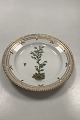 Royal 
Copenhagen 
Flora Danica 
Salad Plate No 
20/3573
Latin name: 
Saxifraga 
controversa ...