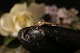 Unique gold ring in 14 carat gold and white zircon. ...