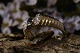 Gold ring in 14 carats, with brilliants and blue ...