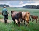 Edsberg, Knud 
(1911 - 2003) 
Denmark: Cows. 
Oil on canvas. 
Signed. 24 x 30 
cm.
Framed: 35 x 
41 cm.