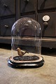 Decorative, old 
oval French 
glass Dome / 
Globe on black 
wooden base 
for display. 
Total H: ...