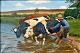 Steffensen, 
Poul (1866 - 
1923) Denmark: 
The cows are 
...