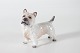 Dahl Jensen
Cairn Terrier 1149
