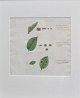 Flora Danica 
plate 1761 ff. 
Plate no. 
MMCCXIX. 
Hand-colored 
copperplate 
engraving. With 
...