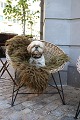 Old French sculptural wicker chair with black metal frame from the 50s...
