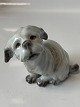 Dahl Jensen dog 
figurine, 
Maltese.
Decoration 
number 1120
Height: 6.5 
cm.
2nd ...