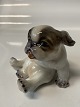 Dahl Jensen, 
Pekingese puppy
Decoration 
number 1134
Design Jens 
Peter Dahl ...