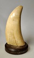 Greenlandic 
sperm whale 
tooth mounted 
on a bakelite 
...