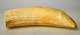 Greenland 
narwhal tooth, 
19th/20th 
century.