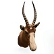 Hunting trophy of shoulder mounted Gazelle H. 85 cm.D. 50 cm.W. 26 cm