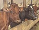 Knud Edsberg (1911-2003), Oil painting on canvas, cows in the barn, Dimensions with frame ...