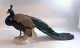 Bing & Grondahl. Porcelain figurine. Peacock. Model 1628. Length 40 cm. Height 18.5 cm. (1 quality).