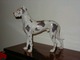 Enormous Bing & Grondahl Dog Figurine
Grand Danoir
