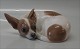 Royal 
Copenhagen dog 
2627 RC 
Chihuahua 6 x 
18 cm 1925 
Pinscher? In 
mint and nice 
condition