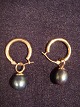 Earrings
14k gold
black 
freshwater 
pearl