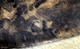 click to zoom click to zoom