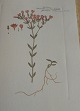 Text available in Danish language Item number: bø-Flora Danica 1790-1990