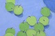 click to zoom
