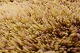 click to zoom
