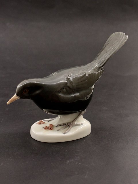 B&G blackbird 2405